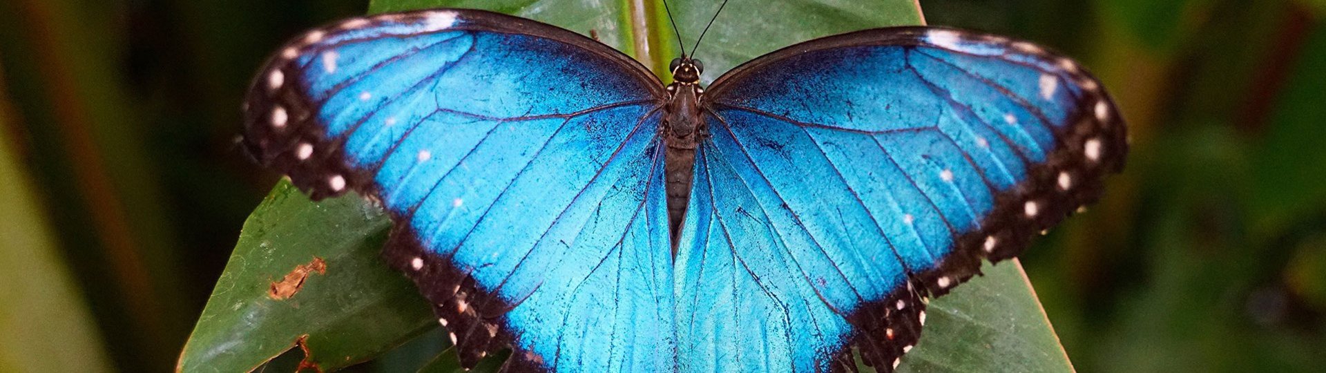A picture of a Butterfly with spread its wings sitting on a large leaf.