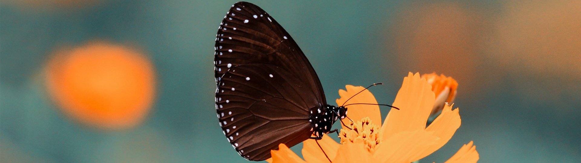 Black butterfly with white dots on an orange flower against a blurred background.