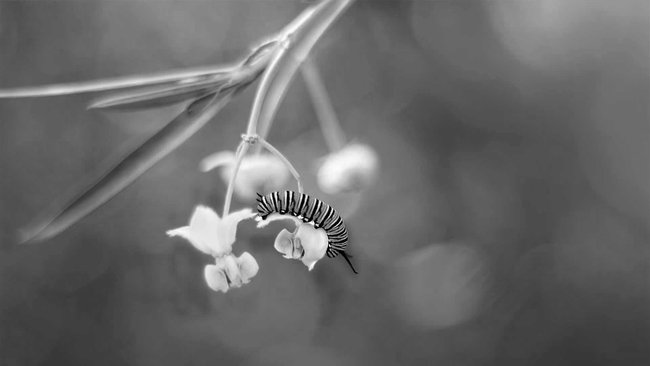 Striped caterpillar on a flower, symbolizing transformation and change in black and white.