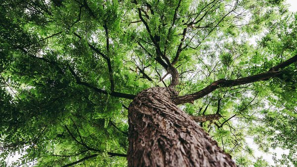 View of a tree from below, with a green canopy of leaves and a strong trunk reaching into the sky.