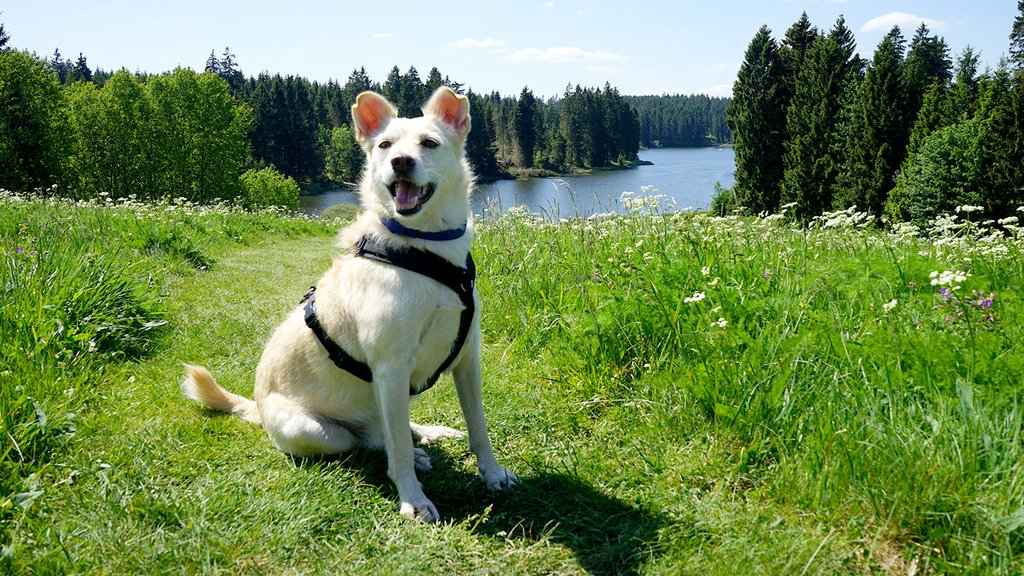 Bright dog sits on a grassy path in front of a lake, surrounded by forest and blooming nature.