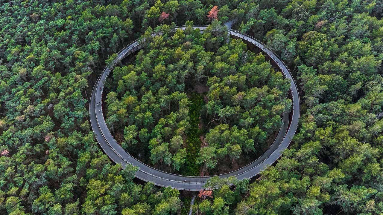 Circular path through dense forest, symbolizing circular economy and sustainability.